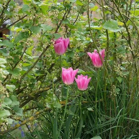 Sous Les Poiriers Domfront (Orne)